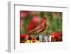 Northern Cardinal Male on Fence Post Near Flower Garden, Marion, Il-Richard and Susan Day-Framed Photographic Print