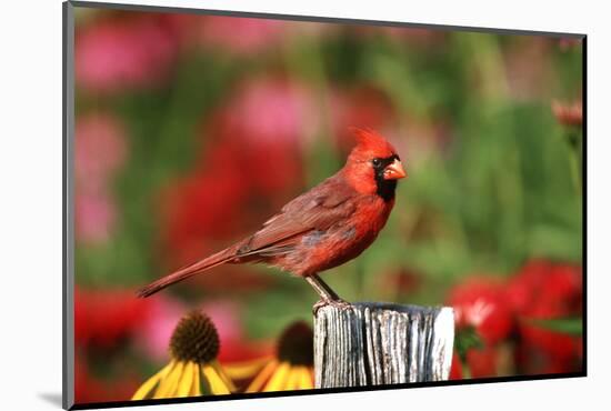 Northern Cardinal Male on Fence Post Near Flower Garden, Marion, Il-Richard and Susan Day-Mounted Photographic Print