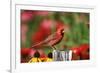 Northern Cardinal Male on Fence Post Near Flower Garden, Marion, Il-Richard and Susan Day-Framed Photographic Print