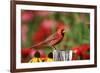 Northern Cardinal Male on Fence Post Near Flower Garden, Marion, Il-Richard and Susan Day-Framed Photographic Print