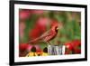 Northern Cardinal Male on Fence Post Near Flower Garden, Marion, Il-Richard and Susan Day-Framed Photographic Print