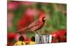 Northern Cardinal Male on Fence Post Near Flower Garden, Marion, Il-Richard and Susan Day-Mounted Photographic Print