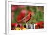 Northern Cardinal Male on Fence Post Near Flower Garden, Marion, Il-Richard and Susan Day-Framed Photographic Print