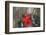 Northern Cardinal male on holiday wreath made for birds on barn door, Marion County, Illinois-Richard & Susan Day-Framed Photographic Print