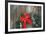 Northern Cardinal male on holiday wreath made for birds on barn door, Marion County, Illinois-Richard & Susan Day-Framed Photographic Print