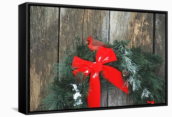 Northern Cardinal male on holiday wreath made for birds on barn door, Marion County, Illinois-Richard & Susan Day-Framed Stretched Canvas