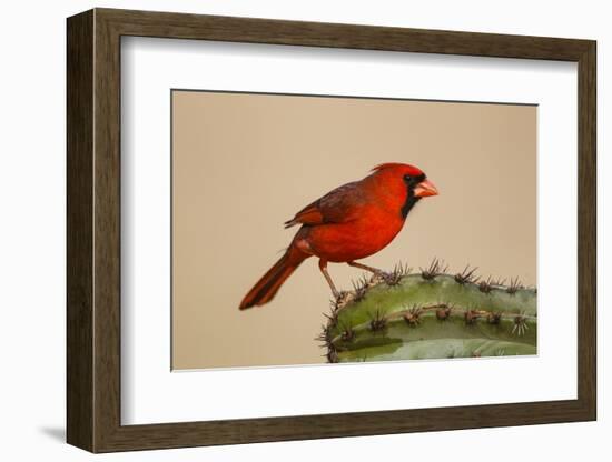 Northern Cardinal male perched on cactus-Larry Ditto-Framed Photographic Print