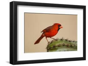 Northern Cardinal male perched on cactus-Larry Ditto-Framed Photographic Print