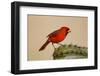 Northern Cardinal male perched on cactus-Larry Ditto-Framed Photographic Print