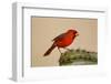 Northern Cardinal male perched on cactus-Larry Ditto-Framed Photographic Print