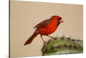 Northern Cardinal male perched on cactus-Larry Ditto-Stretched Canvas