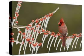 Northern Cardinal male perched on icy Possum Haw Holly, Hill Country, Texas, USA-Rolf Nussbaumer-Stretched Canvas