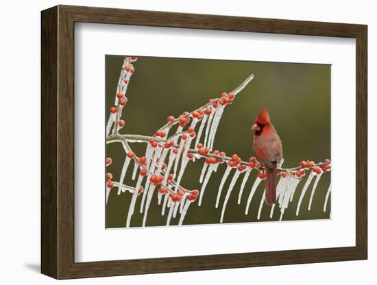 Northern Cardinal male perched on icy Possum Haw Holly, Hill Country, Texas, USA-Rolf Nussbaumer-Framed Photographic Print