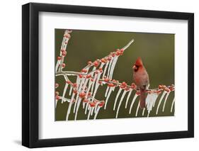 Northern Cardinal male perched on icy Possum Haw Holly, Hill Country, Texas, USA-Rolf Nussbaumer-Framed Photographic Print