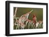 Northern Cardinal male perched on icy Possum Haw Holly, Hill Country, Texas, USA-Rolf Nussbaumer-Framed Photographic Print