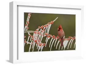 Northern Cardinal male perched on icy Possum Haw Holly, Hill Country, Texas, USA-Rolf Nussbaumer-Framed Photographic Print