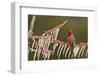 Northern Cardinal male perched on icy Possum Haw Holly, Hill Country, Texas, USA-Rolf Nussbaumer-Framed Premium Photographic Print