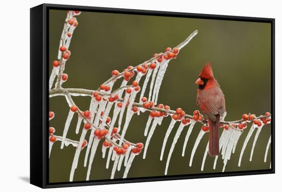 Northern Cardinal male perched on icy Possum Haw Holly, Hill Country, Texas, USA-Rolf Nussbaumer-Framed Stretched Canvas