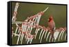 Northern Cardinal male perched on icy Possum Haw Holly, Hill Country, Texas, USA-Rolf Nussbaumer-Framed Stretched Canvas