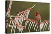 Northern Cardinal male perched on icy Possum Haw Holly, Hill Country, Texas, USA-Rolf Nussbaumer-Stretched Canvas