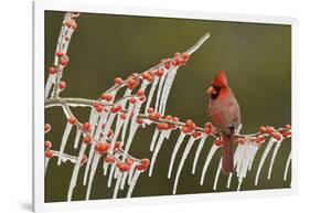 Northern Cardinal male perched on icy Possum Haw Holly, Hill Country, Texas, USA-Rolf Nussbaumer-Framed Photographic Print