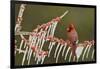 Northern Cardinal male perched on icy Possum Haw Holly, Hill Country, Texas, USA-Rolf Nussbaumer-Framed Photographic Print