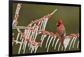 Northern Cardinal male perched on icy Possum Haw Holly, Hill Country, Texas, USA-Rolf Nussbaumer-Framed Photographic Print