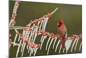 Northern Cardinal male perched on icy Possum Haw Holly, Hill Country, Texas, USA-Rolf Nussbaumer-Mounted Photographic Print