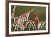 Northern Cardinal male perched on icy Possum Haw Holly, Hill Country, Texas, USA-Rolf Nussbaumer-Framed Photographic Print