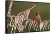Northern Cardinal male perched on icy Possum Haw Holly, Hill Country, Texas, USA-Rolf Nussbaumer-Framed Stretched Canvas