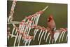 Northern Cardinal male perched on icy Possum Haw Holly, Hill Country, Texas, USA-Rolf Nussbaumer-Stretched Canvas