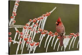 Northern Cardinal male perched on icy Possum Haw Holly, Hill Country, Texas, USA-Rolf Nussbaumer-Stretched Canvas