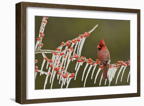 Northern Cardinal male perched on icy Possum Haw Holly, Hill Country, Texas, USA-Rolf Nussbaumer-Framed Photographic Print