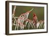 Northern Cardinal male perched on icy Possum Haw Holly, Hill Country, Texas, USA-Rolf Nussbaumer-Framed Photographic Print