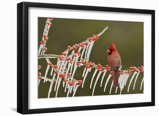 Northern Cardinal male perched on icy Possum Haw Holly, Hill Country, Texas, USA-Rolf Nussbaumer-Framed Photographic Print