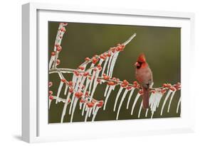 Northern Cardinal male perched on icy Possum Haw Holly, Hill Country, Texas, USA-Rolf Nussbaumer-Framed Photographic Print