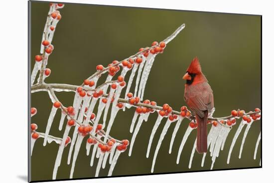 Northern Cardinal male perched on icy Possum Haw Holly, Hill Country, Texas, USA-Rolf Nussbaumer-Mounted Photographic Print