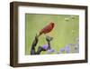 Northern Cardinal male perched on limb-Larry Ditto-Framed Photographic Print