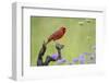 Northern Cardinal male perched on limb-Larry Ditto-Framed Photographic Print