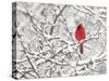 Northern cardinal male perched on snowy branches, USA-Marie Read-Stretched Canvas