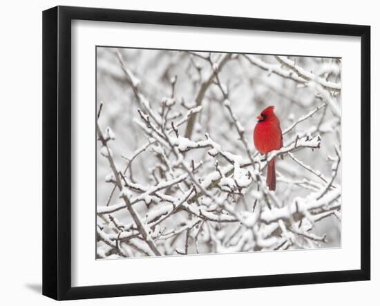 Northern cardinal male perched on snowy branches, USA-Marie Read-Framed Photographic Print