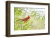 Northern Cardinal Male Starr, Texas, Usa-Richard ans Susan Day-Framed Photographic Print