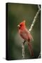 Northern Cardinal Male-null-Stretched Canvas