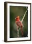 Northern Cardinal Male-null-Framed Photographic Print