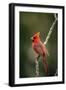 Northern Cardinal Male-null-Framed Photographic Print