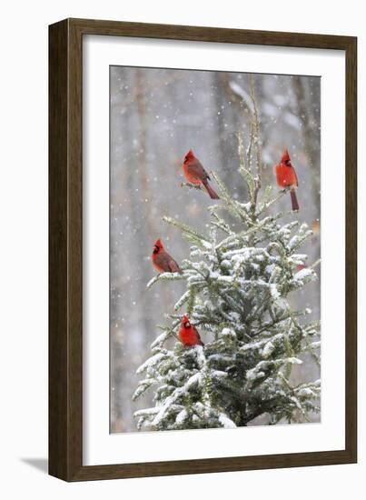 Northern cardinal males in spruce tree in winter snow, Marion County, Illinois.-Richard & Susan Day-Framed Photographic Print