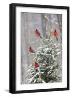 Northern cardinal males in spruce tree in winter snow, Marion County, Illinois.-Richard & Susan Day-Framed Photographic Print