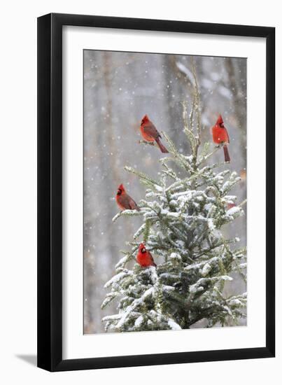 Northern cardinal males in spruce tree in winter snow, Marion County, Illinois.-Richard & Susan Day-Framed Photographic Print