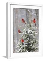 Northern cardinal males in spruce tree in winter snow, Marion County, Illinois.-Richard & Susan Day-Framed Photographic Print