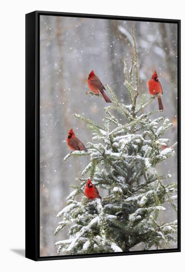Northern cardinal males in spruce tree in winter snow, Marion County, Illinois.-Richard & Susan Day-Framed Stretched Canvas